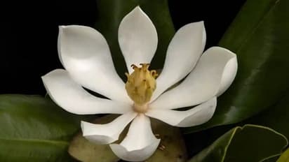 ৯৭ বছর পরে দেখা মিলল হারিয়ে যাওয়া ফুলের , নতুন করে উৎসহ সংরক্ষণবীদদের মধ্যে