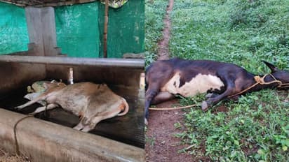 'വളർത്തു മൃഗങ്ങളിൽ പേ ലക്ഷണങ്ങൾ'; ചത്തത് 4 പശുക്കളും 3 ആടുകളും, വടക്കഞ്ചേരി തെരുവുനായ ശല്യം രൂക്ഷം