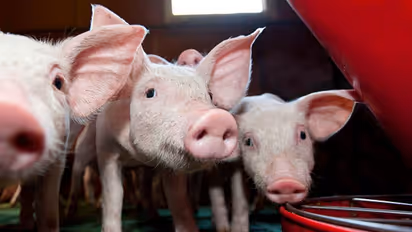 ചത്ത പന്നിയുടെ അവയവങ്ങള്‍ ഭാഗീകമായി പുനരുജ്ജീവിപ്പിച്ചു; അവയവമാറ്റ ശസ്ത്രക്രിയാ രംഗത്ത് വിപ്ലവമെന്ന് ഗവേഷകര്‍