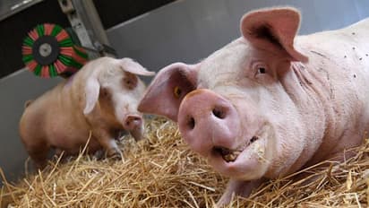 Kerala: African swine fever confirmed at pig farm in Ernakulam, 34 pigs culled