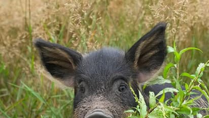   ಹಂದಿ ಬೇಟೆಯಾಡಲು ಅವಕಾಶಕ್ಕೆ ದಿನೇಶ್‌ ಗೂಳಿಗೌಡ  ಸಿಎಂಗೆ ಮನವಿ