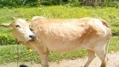 पाकिस्तान के रास्ते भारत आया मौत बांटने वाला वायरस, 1 लाख मवेशी बीमार, सरकार को जारी करनी पड़ी एजवाइजरी