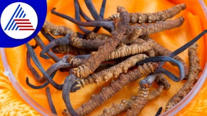 ವಯಾಗ್ರಗಳ ತವರು ಉತ್ತರಾಖಂಡದ ಬೆಟ್ಟ, 1 ಕೆಜಿ ವಯಾಗ್ರಕ್ಕೆ ಬರೋಬ್ಬರಿ 20 ಲಕ್ಷ ರೂ.