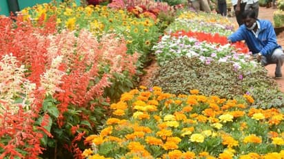 फ्लॉवर शो की 10 तस्वीरः इस बार की थीम पुनीत राजकुमार और उनके पिता पर, मधुमक्खियों को भी हटा दिया, जानिए क्यों