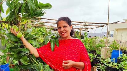 ടെറസ് നിറയെ പച്ചക്കറികൾ, അഞ്ചിനം മാങ്ങകളടക്കം പഴവർ​ഗങ്ങളും