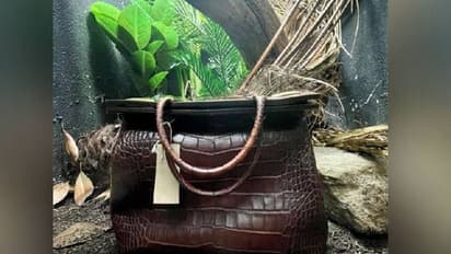 മൃഗശാലയിലെ കൂട്ടിൽ ഒരു ഹാൻഡ് ബാഗ്, അന്തംവിട്ട് സന്ദർശകർ, വൈറലായി ചിത്രം