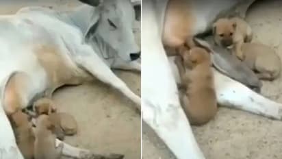ഉപേക്ഷിക്കപ്പെട്ട നായക്കുഞ്ഞുങ്ങൾക്ക് പാലൂട്ടി പശു, വൈറലായി വീഡിയോ