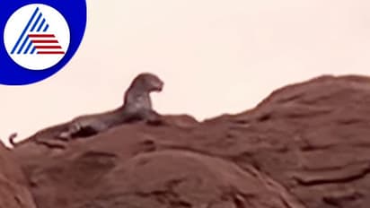 ಬಳ್ಳಾರಿ ಹೃದಯ ಭಾಗದ ಗುಡ್ಡದ ಮೇಲೆ ಚಿರತೆ ಪ್ರತ್ಯಕ್ಷ: ಆತಂಕಗೊಂಡ ಜನರು