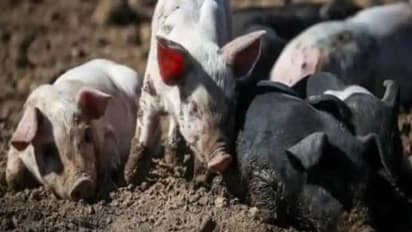 झारखंड में अफ्रीकन स्वाइन फ्लू की दस्तक...100 से ज्यादा सुअरों की गई जान, जांच के लिए सेंपल भेजे कोलकाता