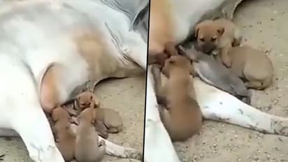 Watch: Cow feeds milk to abandoned puppies