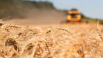 സൗദി അറേബ്യയിലെ ഗോതമ്പ് കർഷകർക്ക് 90.5 ദശലക്ഷം റിയാൽ നൽകി ‘സാഗോ’ 