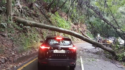 മന്ത്രിയുടെ വാഹനം പോയതിന് പിന്നാലെ താമരശ്ശേരി ചുരത്തിൽ വൻ മരം കടപുഴകി; ഒഴിവായത് വൻ അപകടം