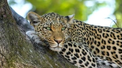 തൃശൂർ പുലിക്കുന്നത്ത് പുലി ഇറങ്ങി, പരിശോധന നടത്തി വനംവകുപ്പ് ഉദ്യോഗസ്ഥർ, ക്യാമറ സ്ഥാപിക്കും