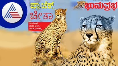 Project Cheetah: ವೈಲ್ಡ್‌ಲೈಫ್‌ ತಜ್ಞರು ಕುತೂಹಲದಿಂದ ನೋಡುತ್ತಿರುವ ಪ್ರಯೋಗ
