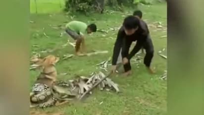 कुत्ते की जान बचाने वाले इन तीन बच्चों की बहादुरी को हर कोई कर रहा सलाम, देखिए शॉकिंग वीडियो