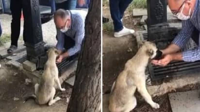 കൈകളിൽ വെള്ളം ശേഖരിച്ച് നായയ്ക്ക് നൽകുന്ന മനുഷ്യൻ, വൈറലായി വീഡിയോ