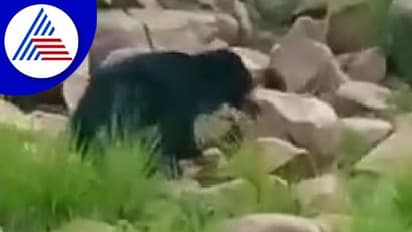 ವಿಜಯನಗರ : ಮೊನ್ನೆ ಚಿರತೆ, ಇಂದು ಕರಡಿ ಪ್ರತ್ಯಕ್ಷ!