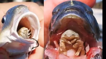 മീനിന്റെ നാവ് ഭക്ഷിക്കും, പകരം നാവായി ജീവിക്കും, വിചിത്രമായ ഒരു പരാന്നഭോജി