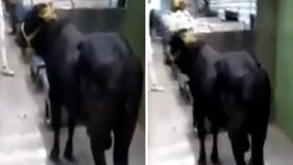 ഝാർഖണ്ഡിൽ നിന്നും ബിഹാർ വരെ ട്രെയിനിൽ യാത്ര ചെയ്ത് കാള