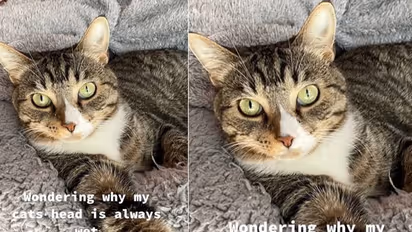 Pet Cat : വളര്‍ത്തുപൂച്ചയുടെ തലയിൽ എപ്പോഴും നനവ്; ഒടുവില്‍ കാരണം കണ്ടെത്തി