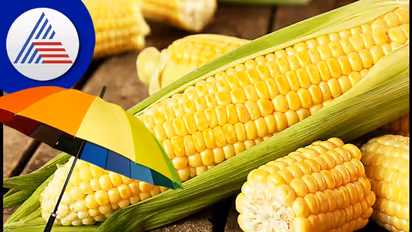 Monsoon Food: ಮಳೆಗಾಲದ ಆಹಾರದಲ್ಲಿ ಮೆಕ್ಕೆಜೋಳವೂ ಇರಲಿ