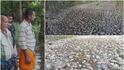 കനത്ത മഴയിൽ കോട്ടയത്ത് 'കരിമീൻ കണ്ണീർ'; കിഴക്കൻ വെള്ളം ഫാമിലെ പുളി ഇളക്കി, ലക്ഷത്തിലേറെ കരിമീൻ ചത്തുപൊങ്ങി