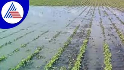 ವಾಡಿಕೆಗಿಂತ ಹೆಚ್ಚಿನ ಮಳೆ: ಅಪಾರ ನಷ್ಟ