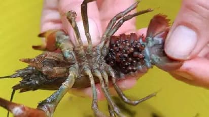 ഈ ജീവിയെ കണ്ടാൽ അപ്പോൾ തന്നെ തലയിൽ കത്തി കയറ്റി കൊന്നുകളഞ്ഞേക്കൂ എന്ന് അധികൃതർ!