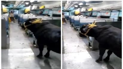 লোকাল ট্রেনে যাত্রা করছে ষাঁড়! ভাইরাল ভিডিয়ো ঘিরে শোরগোল নেটপাড়ায় 