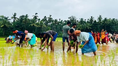 ವಿದ್ಯಾರ್ಥಿಗಳಿಗೆ ಭತ್ತ ನಾಟಿಯ ಪಾಠ, ನೇಜಿ ಪರ್ಬದ ಹೆಸರಲ್ಲಿ ಕೆಸರಿನ ಆಟ!