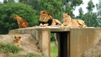 ആഫ്രിക്കൻ സിംഹങ്ങളെ ലേലം ചെയ്യാൻ പാകിസ്ഥാനിലെ മൃഗശാല, സ്വകാര്യവ്യക്തികൾക്കും വാങ്ങാമെന്ന്