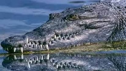 மனித உடலை கடித்தவாறு நீந்தும் முதலை… சமூக வலைதளத்தில் வைரலாகும் வீடியோ!!