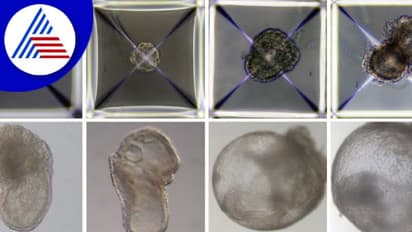 ಅರೆರೆ. ಇದು ಹೇಗಾಯ್ತು! ವೀರ್ಯ, ಅಂಡಾಣು ಇಲ್ಲದೆ ಭ್ರೂಣ ಸೃಷ್ಟಿ !