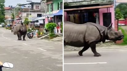 Watch: Seen a Rhino running across the street? This video will leave your surprised!