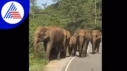 ಆನೆ ಹಿಂಡಿನೊಂದಿಗೆ ಯುವಕರ ಹುಡುಗಾಟಕ್ಕೆ ಆಕ್ರೋಶ: ವಿಡಿಯೋ ವೈರಲ್