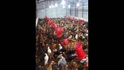 நாட்டுக்கோழி பண்ணை அமைக்க அரசு மானியம்..யாரெல்லாம் விண்ணப்பிக்கலாம்?