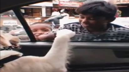 गुब्बारा बेचने वाले बच्चे और कुत्ते के बीच प्यार वाला वीडियो देखिए.. आप मुस्कुराएंगे और शायद रोएं भी