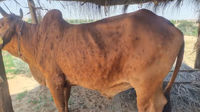 Major breakthrough! ICAR develops vaccine for Lumpy Skin Disease in cattle