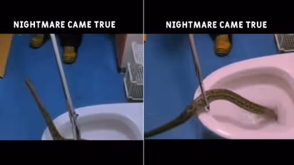 Snake in Toilet : ടോയ്ലറ്റിനുള്ളില്‍ നിന്ന് പാമ്പ്; പേടി തോന്നുന്ന വീഡിയോ