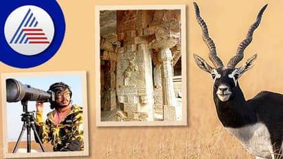 ವಿಜಯಪುರದಲ್ಲಿವೆ 300ಕ್ಕೂ ಹೆಚ್ಚು ಅಳಿವಿನಂಚಿನಲ್ಲಿರುವ ಅಪರೂಪದ ಕೃಷ್ಣಮೃಗಗಳು