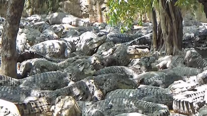 மாமல்லபுரம் பண்ணையில் இருந்து குஜராத்திற்கு செல்லும் 1000 முதலைகள் - நீதிமன்றம் அனுமதி