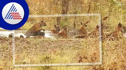 ನೈಸರ್ಗಿಕ ಈಜಕೊಳದಲ್ಲಿ ರಾಷ್ಟ್ರಪ್ರಾಣಿಯ ಸ್ವಚ್ಛಂದ ವಿಹಾರ: ಅಪರೂಪದ ವಿಡಿಯೋ ವೈರಲ್