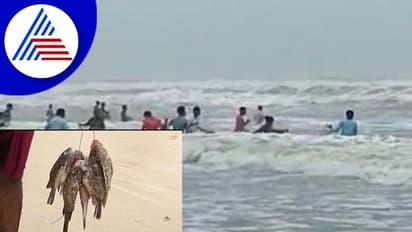 Udupi; ಸಮುದ್ರದಲ್ಲಿ ರಾಶಿ ರಾಶಿ ಹೊಳೆ ಮೀನುಗಳು, ರಾತ್ರಿ ಹಗಲೆನ್ನದೆ ಕಾಯೋ ಜನ