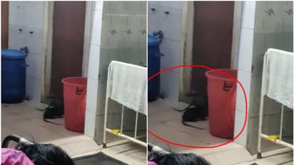 കൂട്ടിരിപ്പുകാരായി എലികളുണ്ടല്ലോ..! സര്ക്കാര് ആശുപത്രി വാര്ഡില് തലങ്ങും വിലങ്ങും പാഞ്ഞ് എലികള്, പ്രതിഷേധം