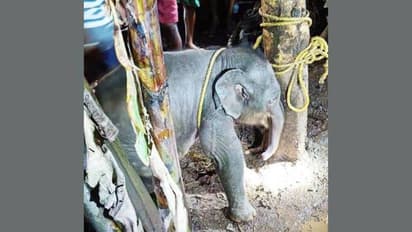 വഴിതെറ്റിയ കുട്ടിക്കൊമ്പന് വഴി കാട്ടാൻ വനപാലകർ, ആനക്കൂട്ടത്തിലേക്ക് തിരിച്ചെത്തിക്കാൻ ശ്രമം