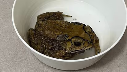 ಅಪ್ಪ ಮಾಡಿದ ಕಪ್ಪೆ ಸಾರು ತಿಂದು ಮಗಳು ಸಾವು: ಒಡಿಶಾದಲ್ಲೊಂದು ವಿಚಿತ್ರ ಘಟನೆ