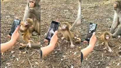 వార్నీ... స్మార్ట్ ఫోన్ కనిపిస్తే కోతిపిల్లకూడా ఆగడం లేదు...