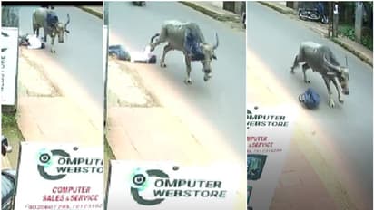 അറക്കാനെത്തിച്ച പോത്ത് കെട്ടുപൊട്ടിച്ചോടി; തളിപ്പറമ്പില് പോത്തിന്റെ കുത്തേറ്റ് മൂന്ന് പേര്ക്ക് പരിക്ക്