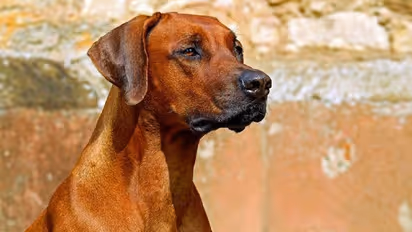 ദുരൂഹമായി ചത്ത നിലയിൽ നായകൾ, രോഗികളായവയും ഏറെ, കാരണമറിയാതെ അധികൃതർ