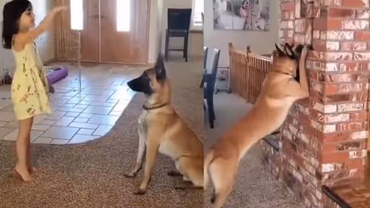 పెంపుడు కుక్కతో చిన్నారి దాగుడుమూతలాట.. ఎంతచక్కగా వింటుందో చూడండి...